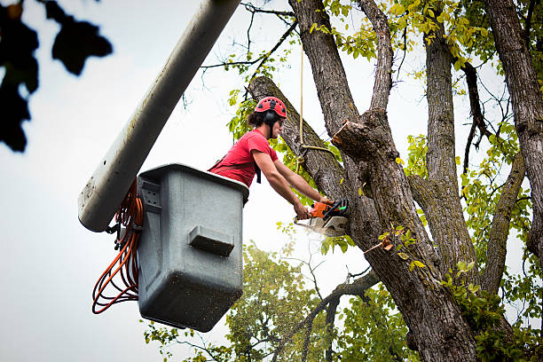 Best Tree Preservation Services  in Northchase, NC